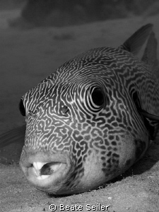 Puffer fish in a cave by Beate Seiler 